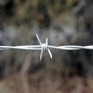 Barbed Wire 4 Point Barb