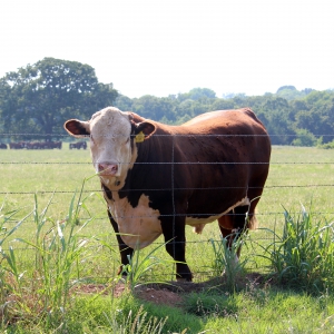 Barbed Wire Hereford